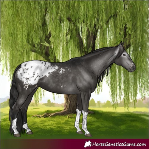 Horse Color:Gray Black Tobiano Appaloosa 