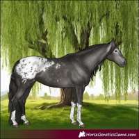 Horse Color:Gray Black Tobiano Appaloosa