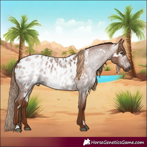 Horse Color:Gray White Spotted Red Roan Appaloosa 