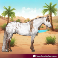 Horse Color:Gray White Spotted Red Roan Appaloosa