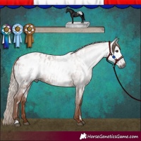 Horse Color:Gray White Spotted Red Roan Near Leopard 