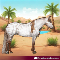 Horse Color:Gray White Spotted Red Roan Appaloosa
