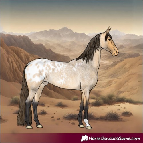 Horse Color:Buckskin Roan Appaloosa 
