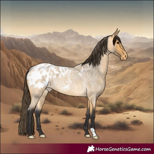 Horse Color:Buckskin Roan Blanket 
