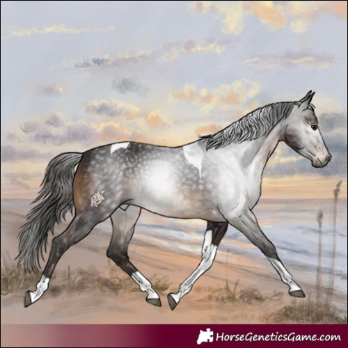 Horse Color:Gray Brown Tobiano 