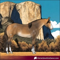 Horse Color:Buckskin 