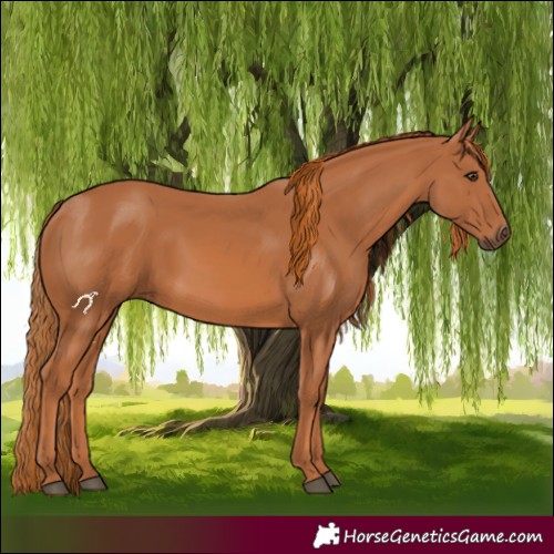 Horse Color:Chestnut Rabicano 