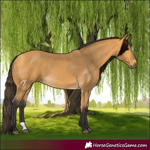 Horse Color:Buckskin 