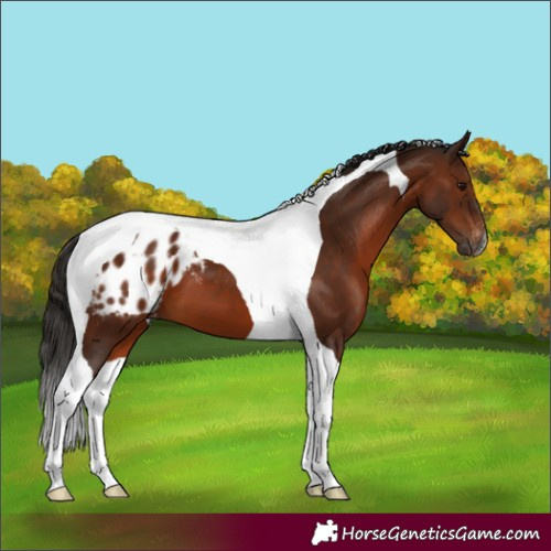 Horse Color:Gray Bay Tobiano Blanket 