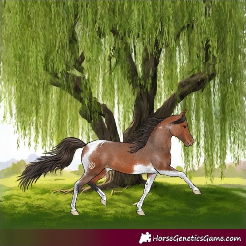 Horse Color:Bay Tobiano Appaloosa 