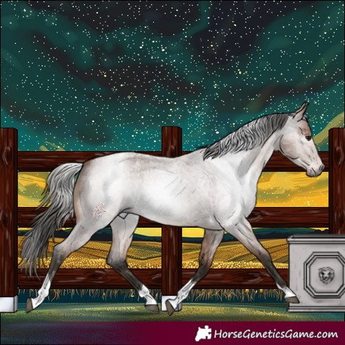 Horse Color:Gray Bay Roan Tobiano Blanket 