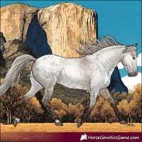 Horse Color:Gray Silver Grullo Roan Blanket 