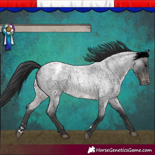 Horse Color:Blue Roan Appaloosa 