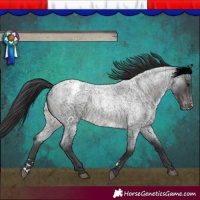 Horse Color:Blue Roan Appaloosa 