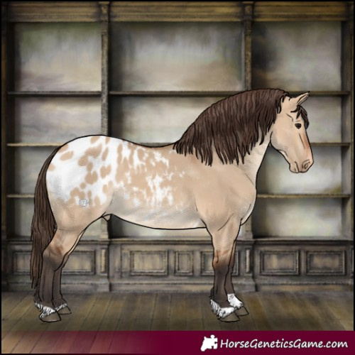 Horse Color:Bay Dun Tobiano Appaloosa 