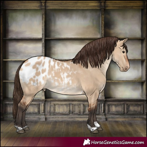 Horse Color:Bay Dun Tobiano Appaloosa 