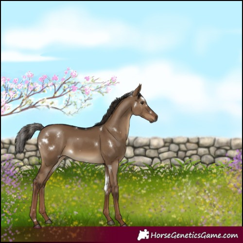 Horse Color:Gray White Spotted Liver Red Dun 