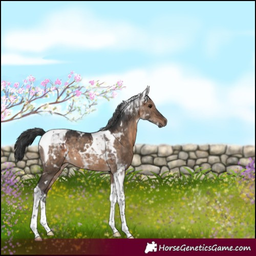Horse Color:White Spotted Brown Dun Tobiano 