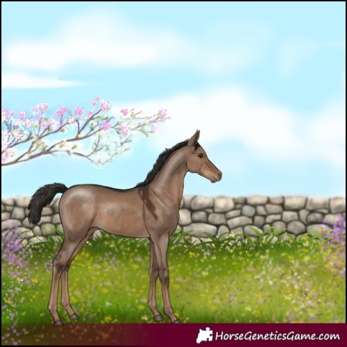Horse Color:Liver Red Dun 