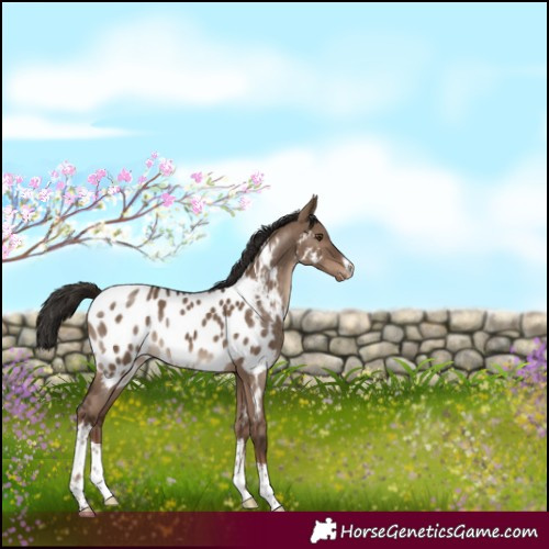 Horse Color:White Spotted Liver Red Dun Appaloosa 