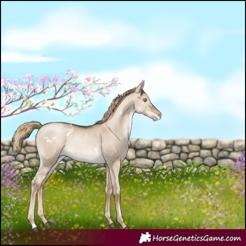 Horse Color:White Spotted Liver Red Dun Pearl 