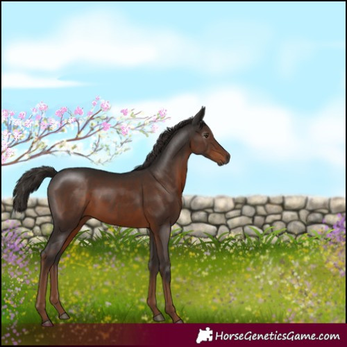 Horse Color:Gray White Spotted Liver Chestnut 
