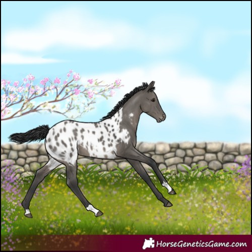 Horse Color:Grullo Appaloosa 