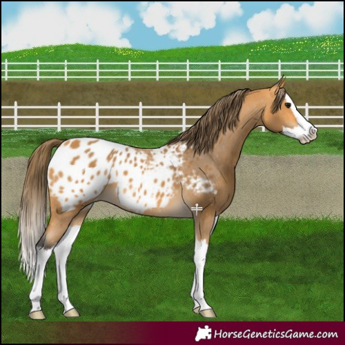 Horse Color:Buckskin Splash Appaloosa 