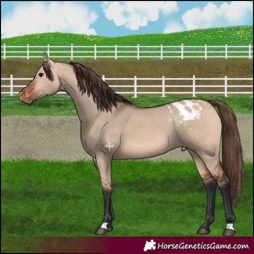 Horse Color:Bay Dun Appaloosa 
