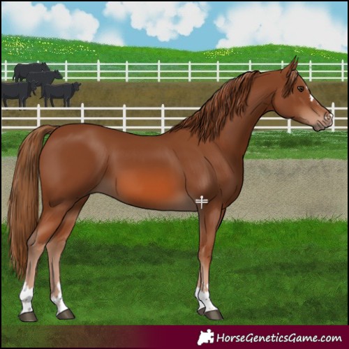 Horse Color:Chestnut 