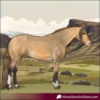 Horse Color:Buckskin Tobiano Varnish 
