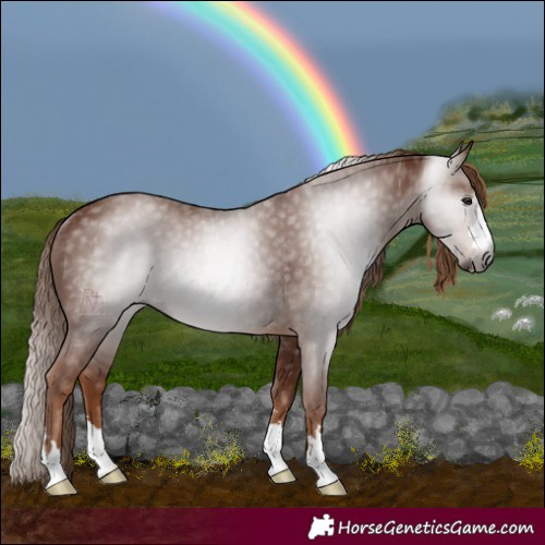 Horse Color:Gray Chestnut Rabicano 