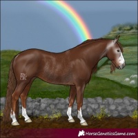 Horse Color:Gray Chestnut Rabicano 