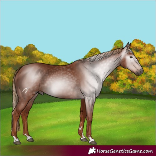 Horse Color:Gray Chestnut 