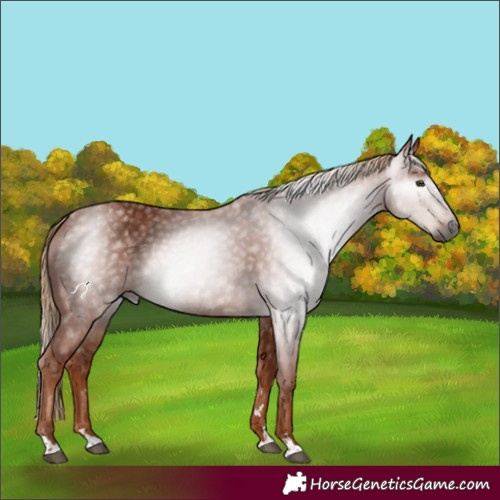 Horse Color:Gray Chestnut 
