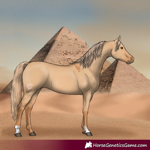 Horse Color:Red Dun 