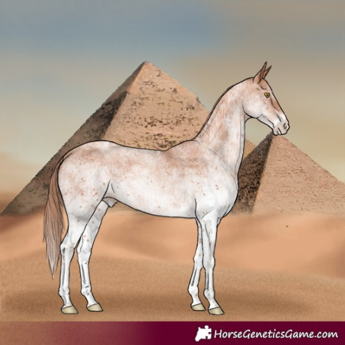 Horse Color:White Spotted Gold Champagne 