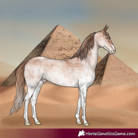 Horse Color:White Spotted Gold Champagne
