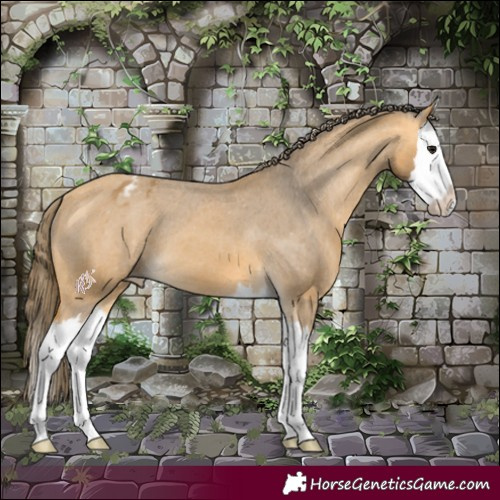 Horse Color:Buckskin Splash Appaloosa 