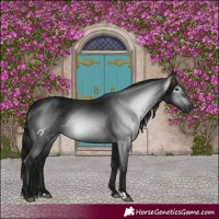 Horse Color:Gray Black
