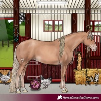Horse Color:Gold Champagne