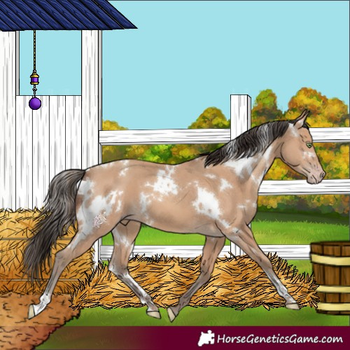 Horse Color:White Spotted Amber Champagne 