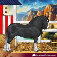 Horse Color:Black Splash 