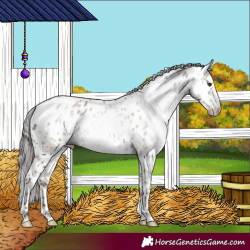 Horse Color:Gray Classic Champagne Appaloosa 
