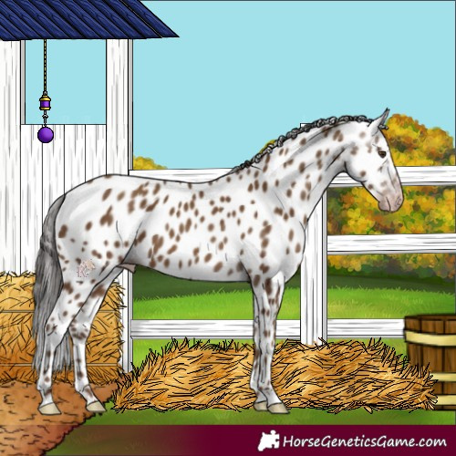 Horse Color:Gray Classic Champagne Appaloosa 