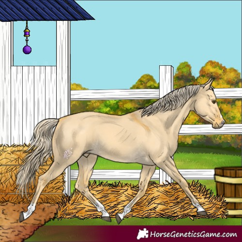 Horse Color:Palomino Dun 