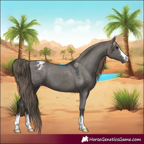 Horse Color:Grullo Appaloosa 
