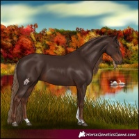 Horse Color:Liver Chestnut Tobiano 