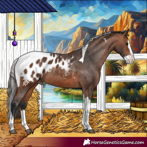 Horse Color:Bay Splash Tobiano Appaloosa 