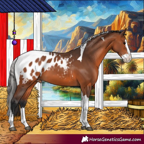 Horse Color:Bay Splash Tobiano Appaloosa
